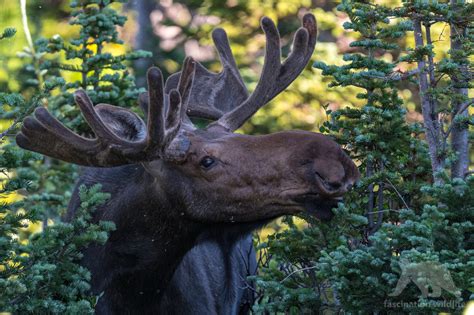 Wild Colorado - Fascination Wildlife