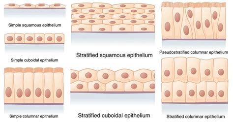 Epithelial Tissue - Definition, types, functions, examples | Tissue types, Stratified squamous ...