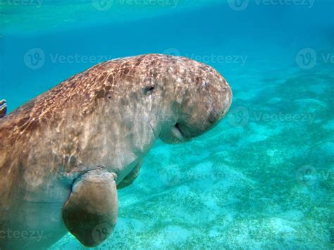 Amazonian Manatee Stock Photos, Images and Backgrounds for Free Download