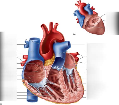 Cardiac Anatomy Diagram | Quizlet