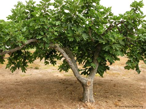 HIGUERA (árbol) | Caracteristicas, cuidados, cultivo y riego