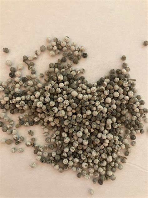 Northern Bayberry Tree Seeds bayberry morella Tree myrica Pensylvanica ...