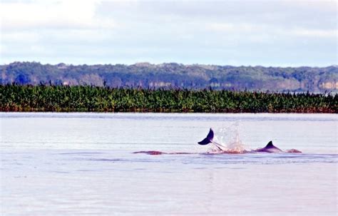 Tucuxi Dolphin – "OCEAN TREASURES" Memorial Library