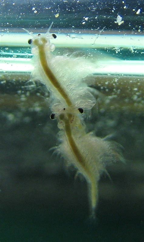 sea monkeys mating 2 _ Dec 2010 | 2 of my 3 remaining adults… | Flickr