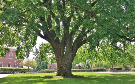 Should You Plant American Elm? - Edge Of The Woods Native Plant Nursery, LLC