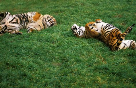 Mating Tigers Stock Photos, Pictures & Royalty-Free Images - iStock