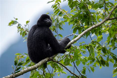 Black crested gibbon, Nomascus concolor, Wuliangshan Nature Reserve in Jingdong county, Yunnan ...