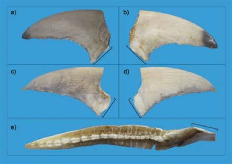 Example of a pectoral fins, a) a left pectoral fin,dorsal view, bar... | Download Scientific Diagram