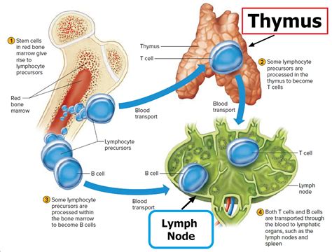 Thymus Function, Locations and Role in Immune System