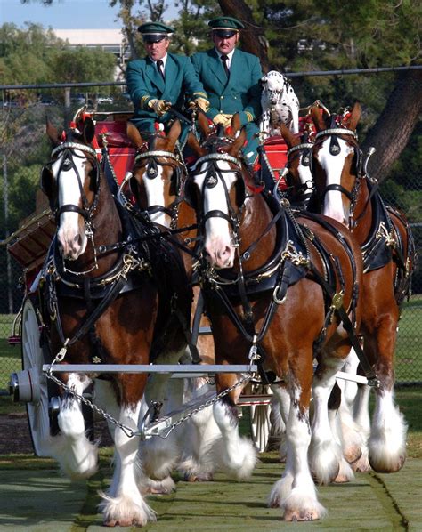 Budweiser's Baby Clydesdale Horses Are Hosting a Super Bowl Party