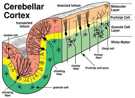 Cerebellar cortex | Medical terminology study, Nursing school survival, Pharmacology nursing