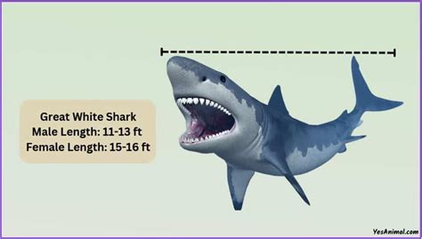 Great White Shark Size: How Big Are They Compared To Other?