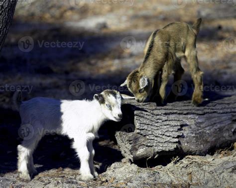 Two baby goats playing together 18902758 Stock Photo at Vecteezy