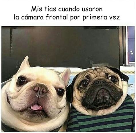 20 graciosas imágenes de memes de los perros más divertidos.