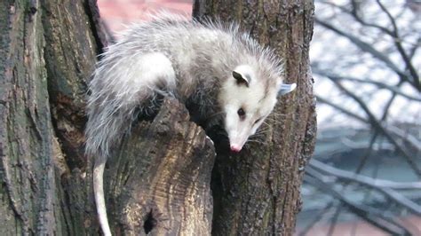 Opossum and a rat in Tompkins Square Park, NYC - YouTube