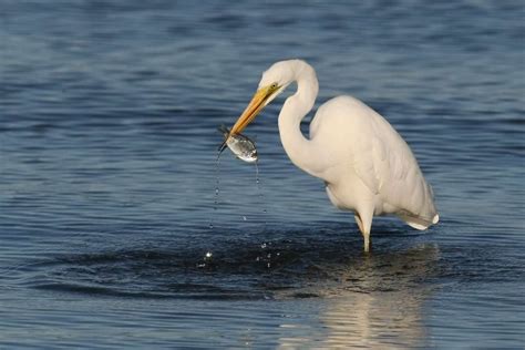 Antidepressants and other drugs in water environments changing fish ...