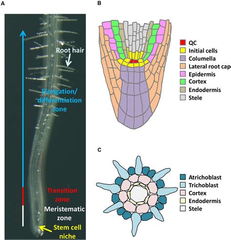 Arabidopsis root structure. (A) Four distinct zones. (B) Organization... | Download Scientific ...