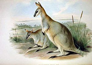 Toolache wallaby Facts for Kids