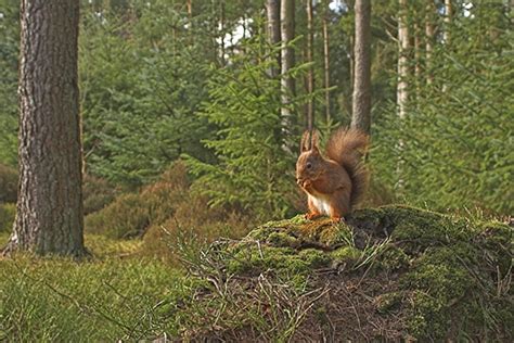 Red Squirrel in habitat. - photograph by Phil McLean