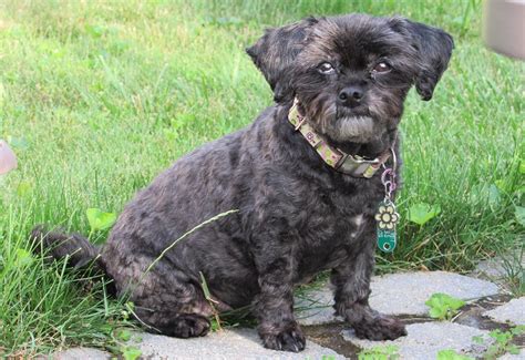 15 Cutest Shih-Poo Haircuts To Ask Your Groomer To Try