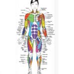 Free Printable Anatomy Charts | Anatomy Worksheets