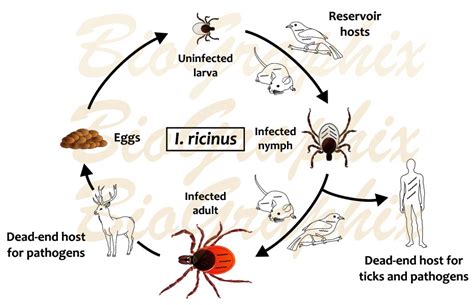 Tick life cycle – BioGraphix