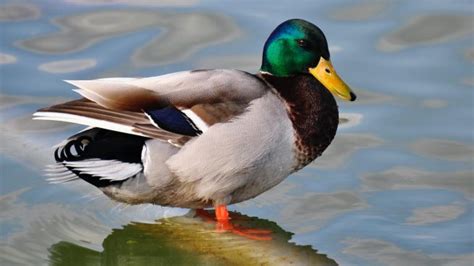 Datos curiosos de los patos que te sorprenderán