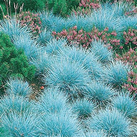 Top 10 Drought Tolerant Grass Seed of 2022 - Katynel