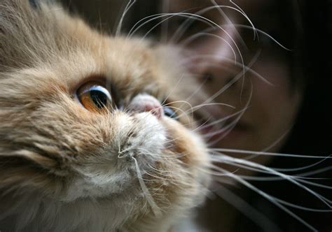 What Happens If You Cut A Cats Whiskers