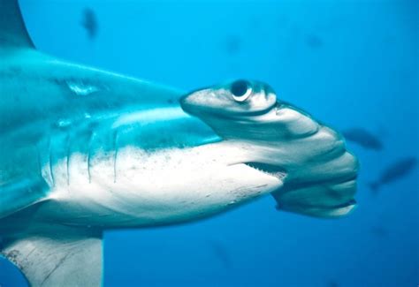 Scalloped Hammerhead Shark – "OCEAN TREASURES" Memorial Library