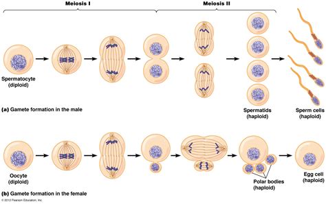 How do the products of meiosis I differ from those of meiosis II? | Socratic