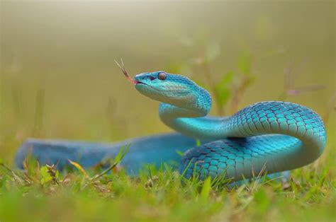 720P free download | Blue snake, grass, reptile, snake, blue, HD ...