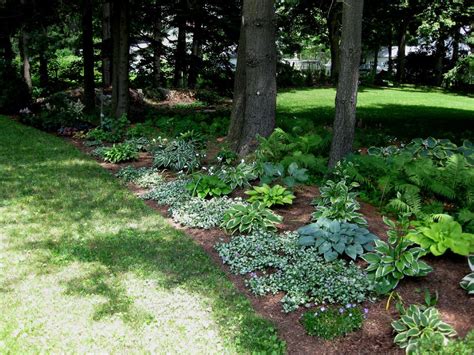 Ground Cover Under Redwood Trees - ground cover good