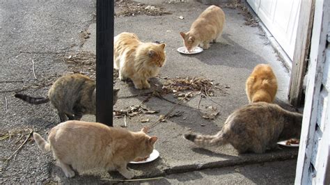 Chicago Feral Cat Files: What is a "Cat Colony?"