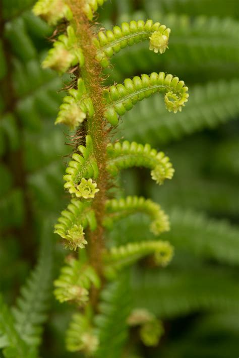 Dryopteris wallichiana | Hardy Fern Foundation