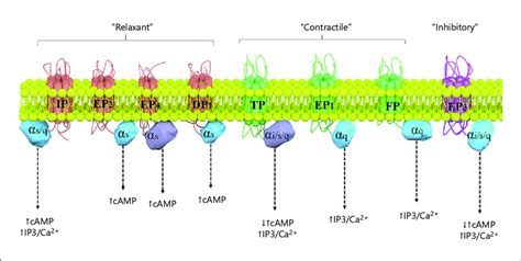 Prostanoid receptors and their primary signaling pathways. Prostanoid ...