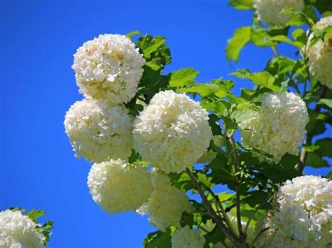 When to Plant Snowball Bush - Planting Guide 2024 - Northern Nester