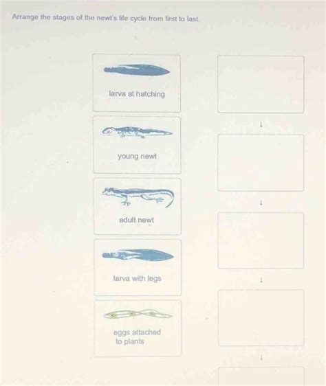 Solved: Arrange the stages of the newt's life cycle from first to last. larva at hatching young ...