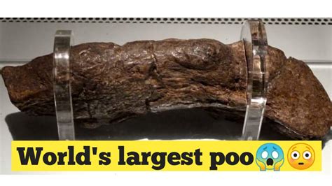 Largest Known Human Poo Is 20cm Long And Dates Back To A 9th Century ...