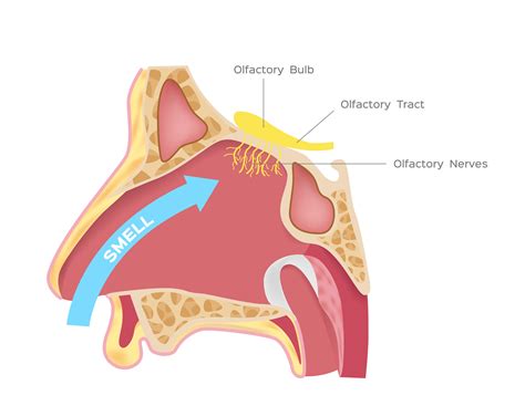 Biology: The Nose: Level 1 activity for kids | PrimaryLeap.co.uk