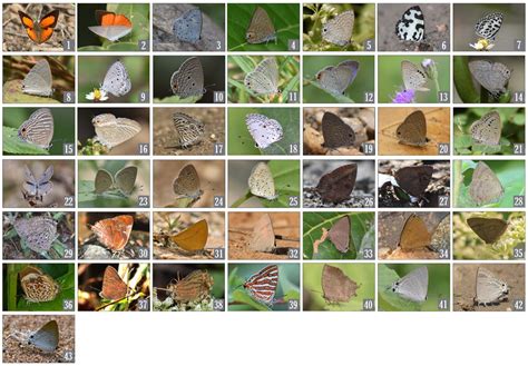 Butterflies of family Lycaenidae. | Download Scientific Diagram