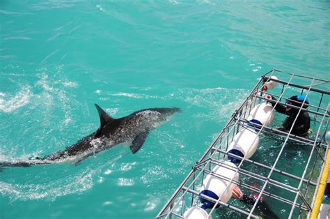 Shark Cage Dive South Africa | Great White Shark Tours™