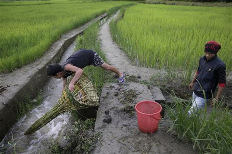 Water pollution from agriculture: a global review - executive summary ...