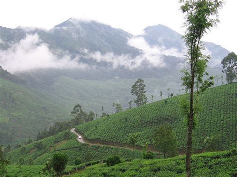 Munnar - Kerala Photo (20649461) - Fanpop