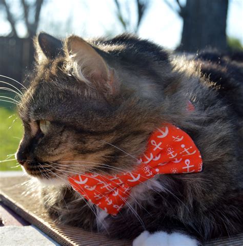 Orange Nautical Cat Bow Tie Collar Cat Bow Tie Cat Collar - Etsy