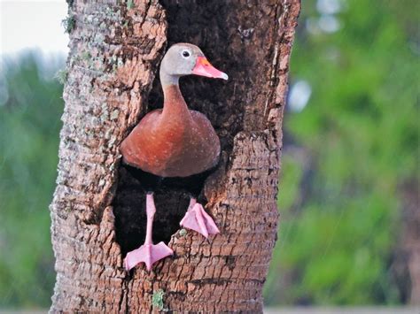 Black-bellied Whistling Duck Nest - Animal Spot