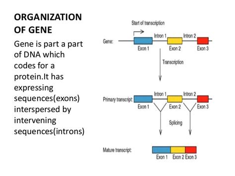 Oncogene