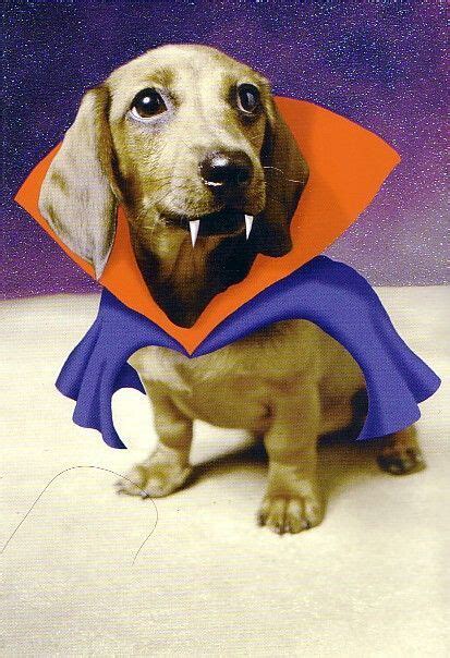 13 Pics of Sausage Dogs Halloween Costumes That Will Make You Smile in 2020 | Dog halloween, Dog ...