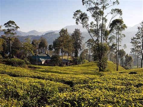 Nuwara Eliya British Colonial Era | Tea estate walks in Nuwara Eliya