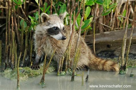 Cozumel or Pygmy Raccoon (Procyon pygmaeus) | Cute little animals, Cute ...